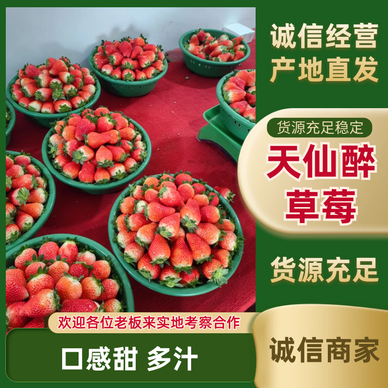 【天仙醉】安徽草莓自家一手货源承接电商加工商超直播带货团