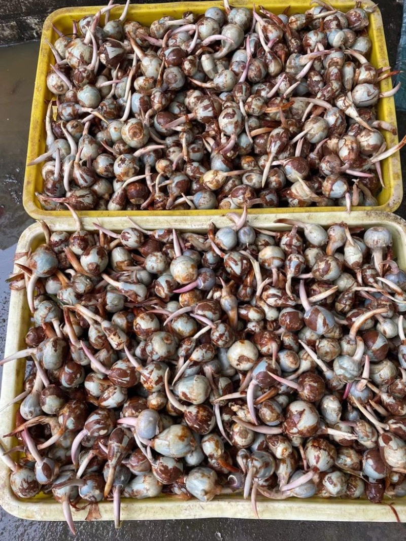 本地慈菇，价格优惠