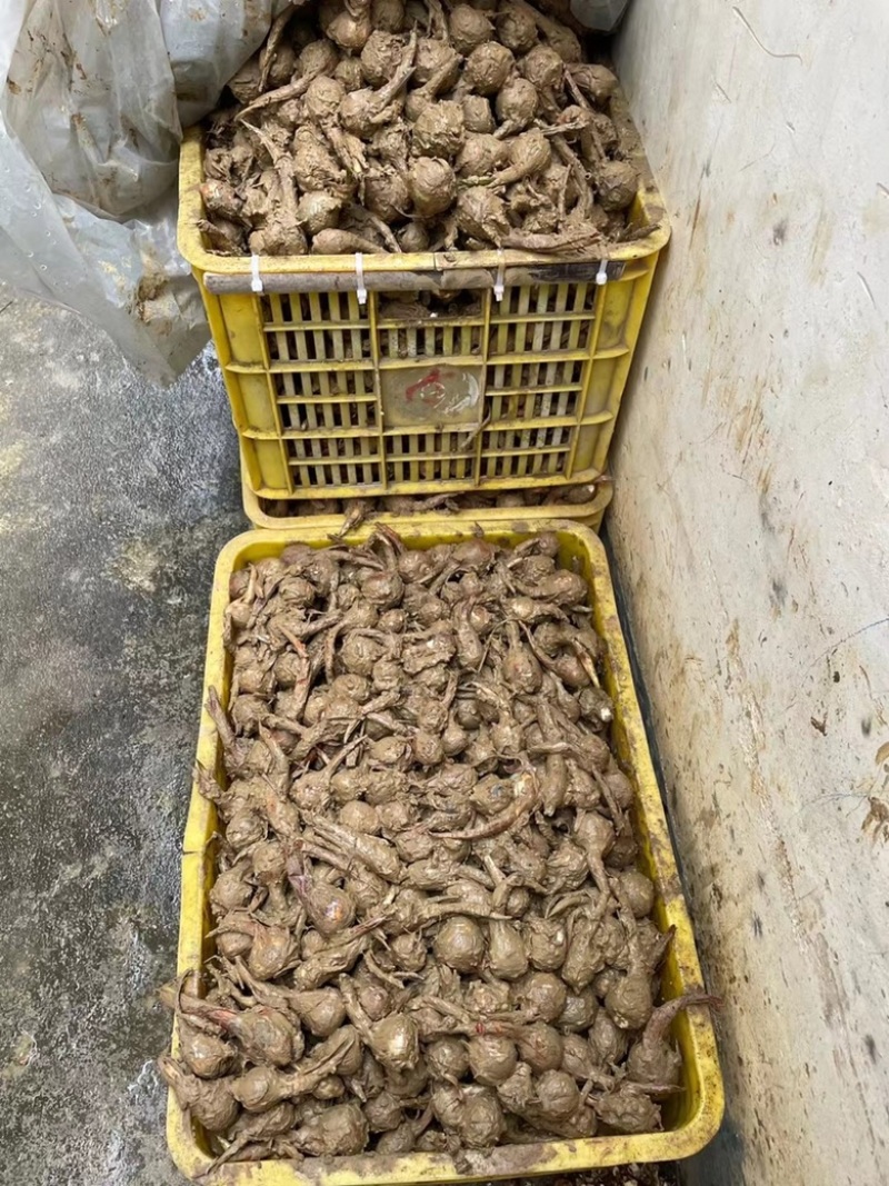 本地慈菇，价格优惠