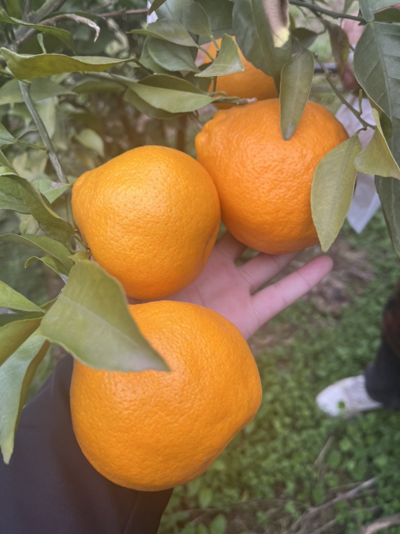 春见耙耙柑专场