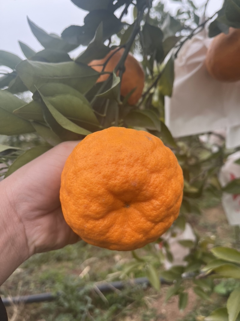 春见耙耙柑专场
