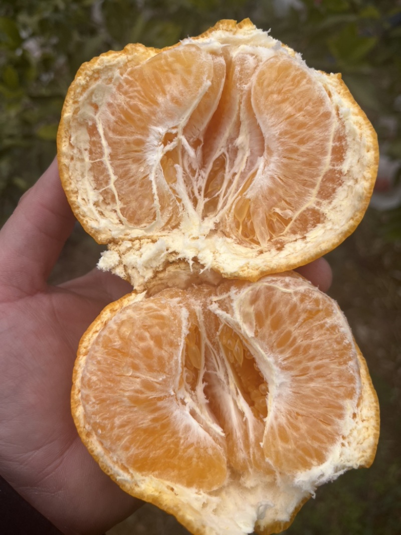 春见耙耙柑专场