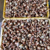 本地慈菇，价格优惠