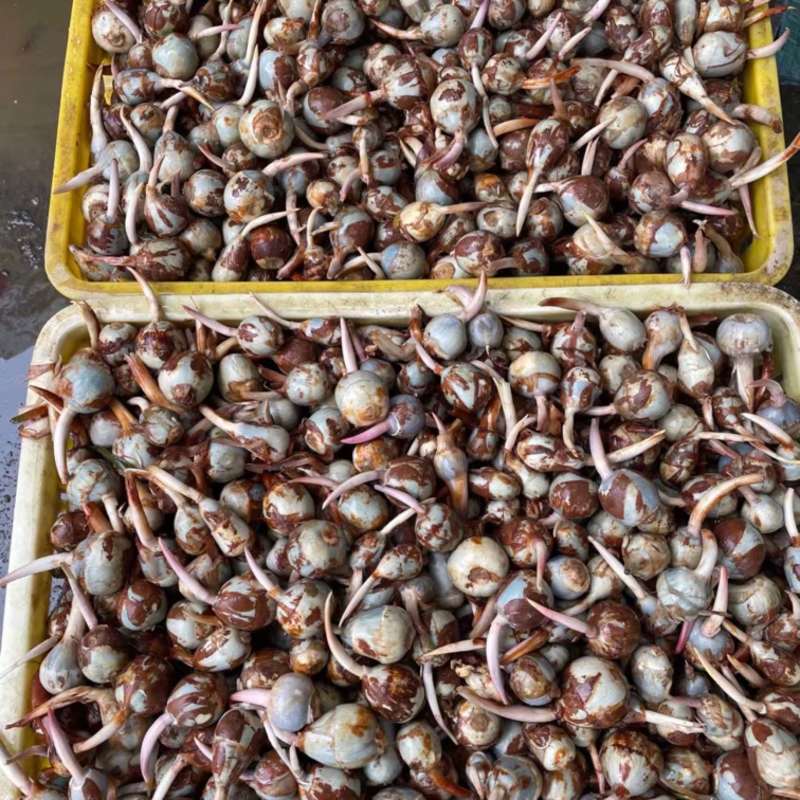 本地慈菇，价格优惠