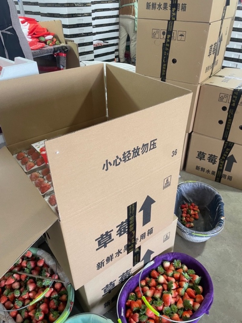 草莓【江苏奶油草莓】支持视频看货，可发往全国市场！