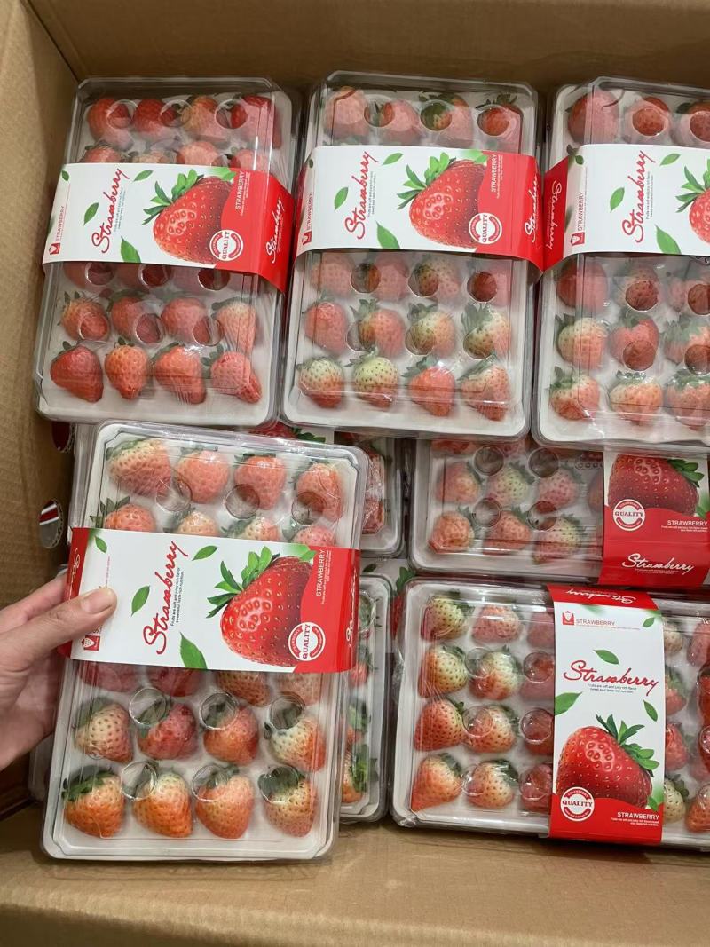草莓【江苏奶油草莓】支持视频看货，可发往全国市场！