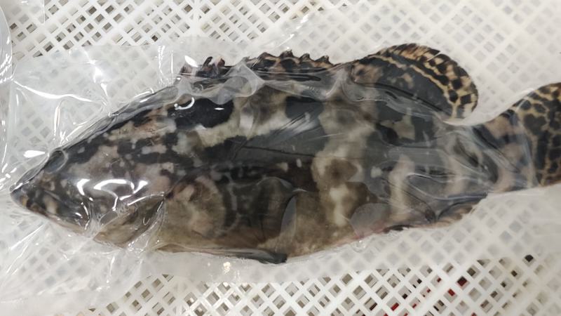 活冻深海龙胆石斑鱼，原厂地直发。