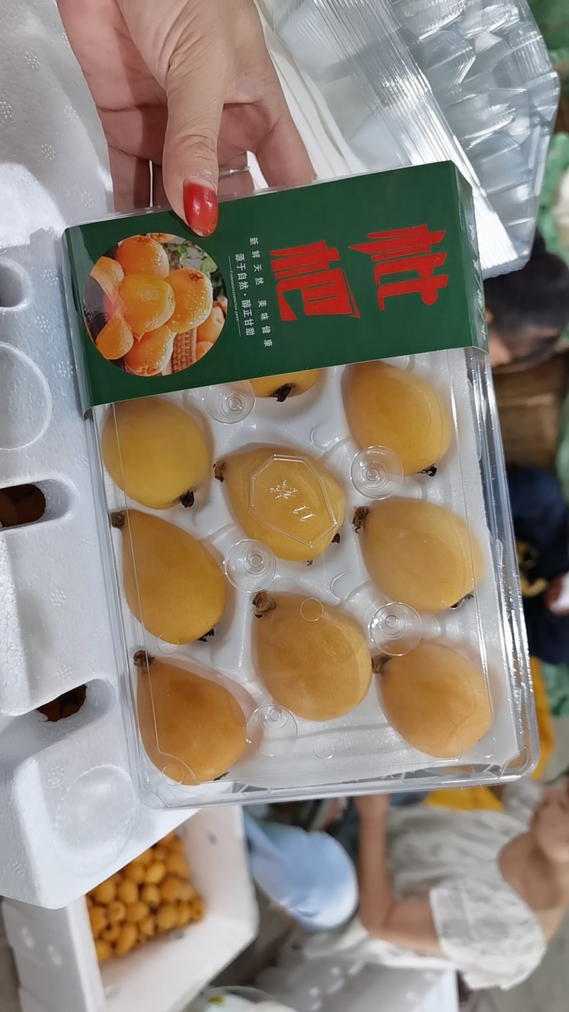 云南蒙自枇杷