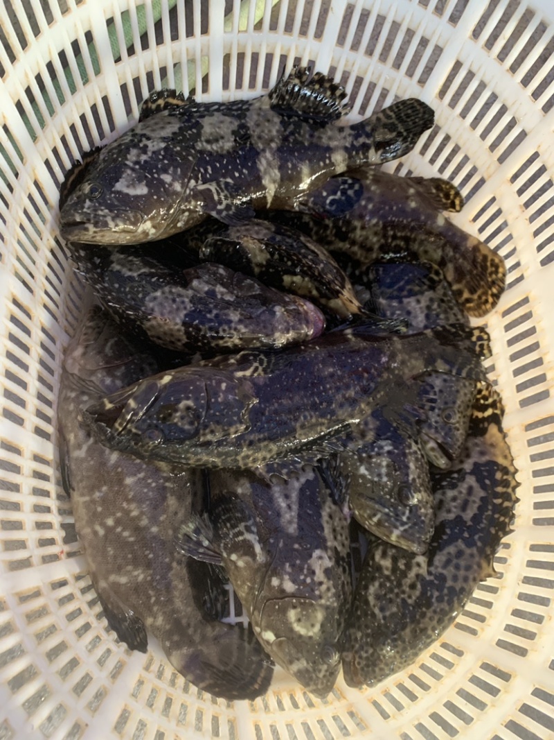 珍珠龙胆石斑鱼~珍珠龙胆石斑鱼1-2斤珍珠龙胆石斑鱼珍珠