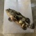 珍珠龙胆石斑鱼~珍珠龙胆石斑鱼1-2斤珍珠龙胆石斑鱼珍珠