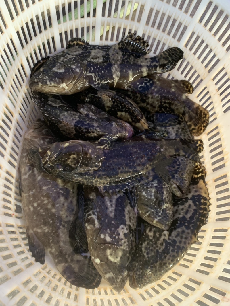 珍珠龙胆石斑鱼~珍珠龙胆石斑鱼1-2斤珍珠龙胆石斑鱼珍珠