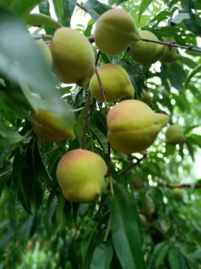云南蒙自鹰嘴水蜜桃