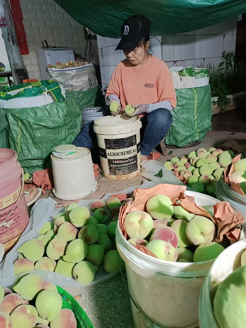 云南蒙自鹰嘴水蜜桃