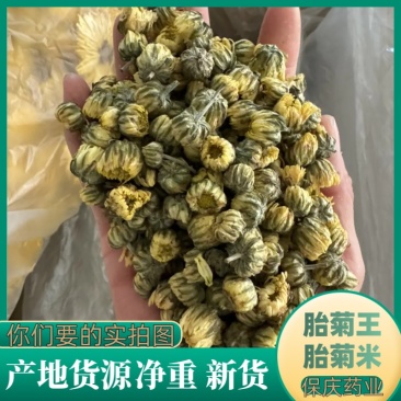 【货对版正品】新货胎菊米香菊胎菊现货苏北菊胎菊