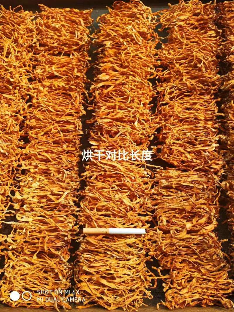 福建省古田县厂家直销批发虫草花，电话联系可优惠