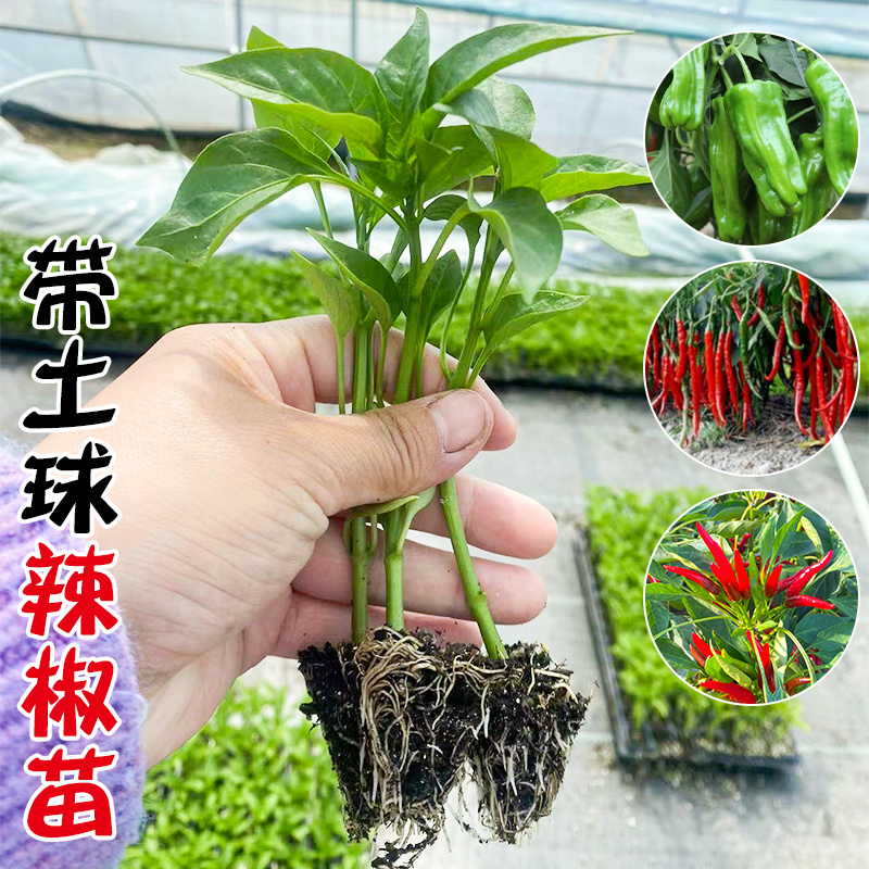 【薄皮椒苗】苗场直供根系发达视频看货品质保证