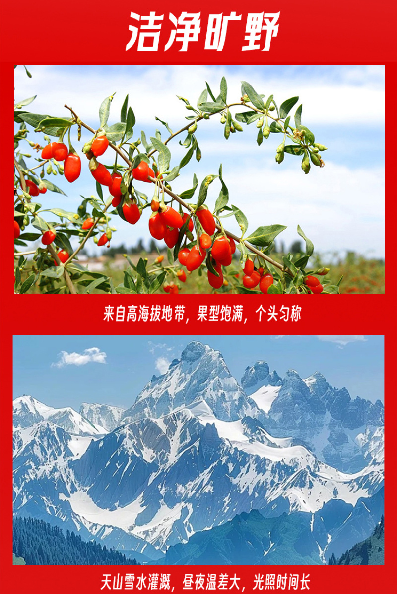 旷野枸杞新疆红枸杞自然无熏硫饱满大颗粒健康好品质