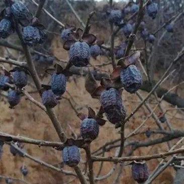 伏牛山黑枣，山区野货，自然风干，滋补上品，种子也有。