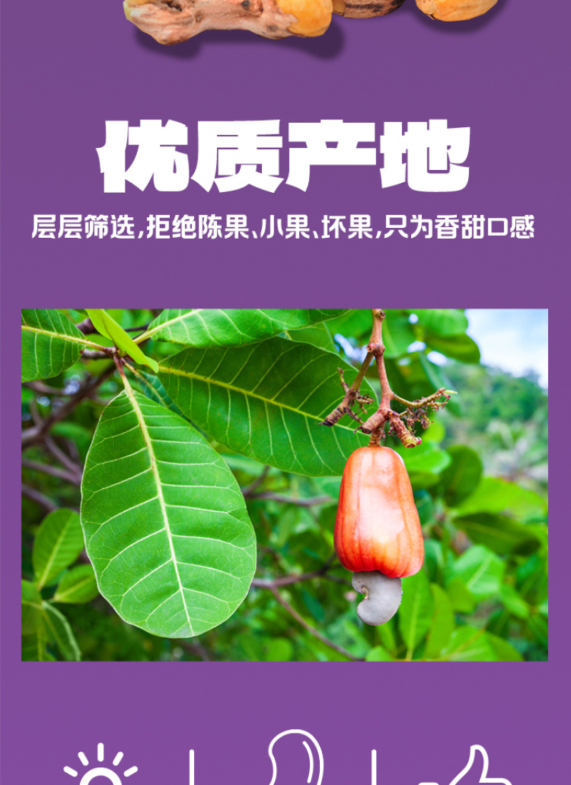 紫衣腰果选用A160果子颗粒大饱满厂家供货可批发零