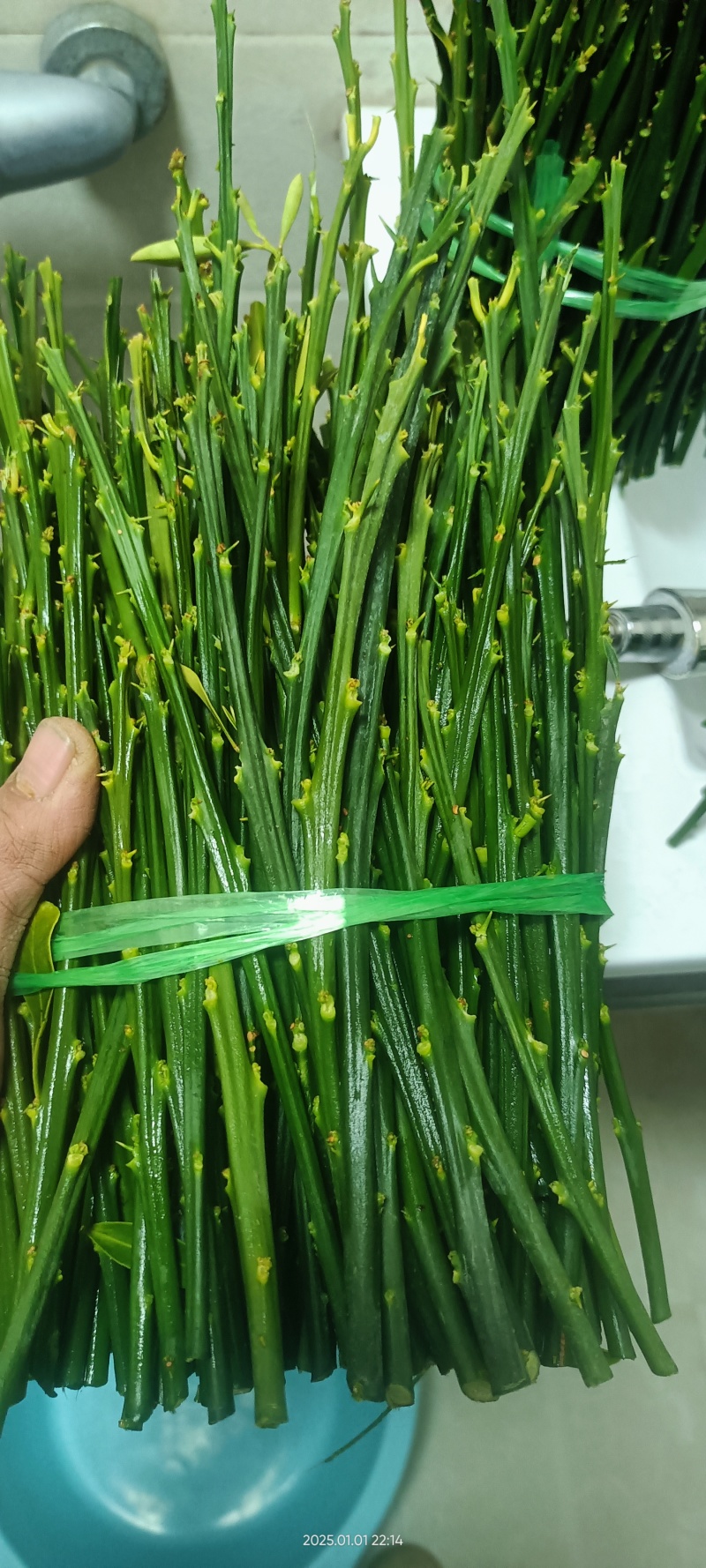 脆蜜金桔枝条