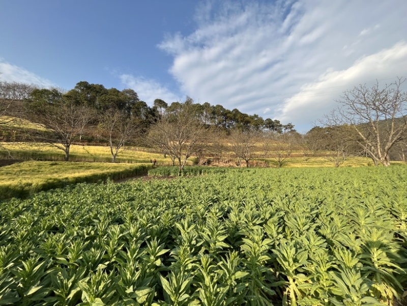 云南贡菜产地直销源头货源批发2025新菜上市欢迎咨询