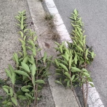法国冬青绿篱容器苗基地直销