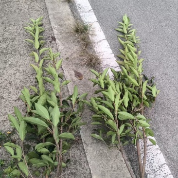 法国冬青绿篱容器苗基地直销