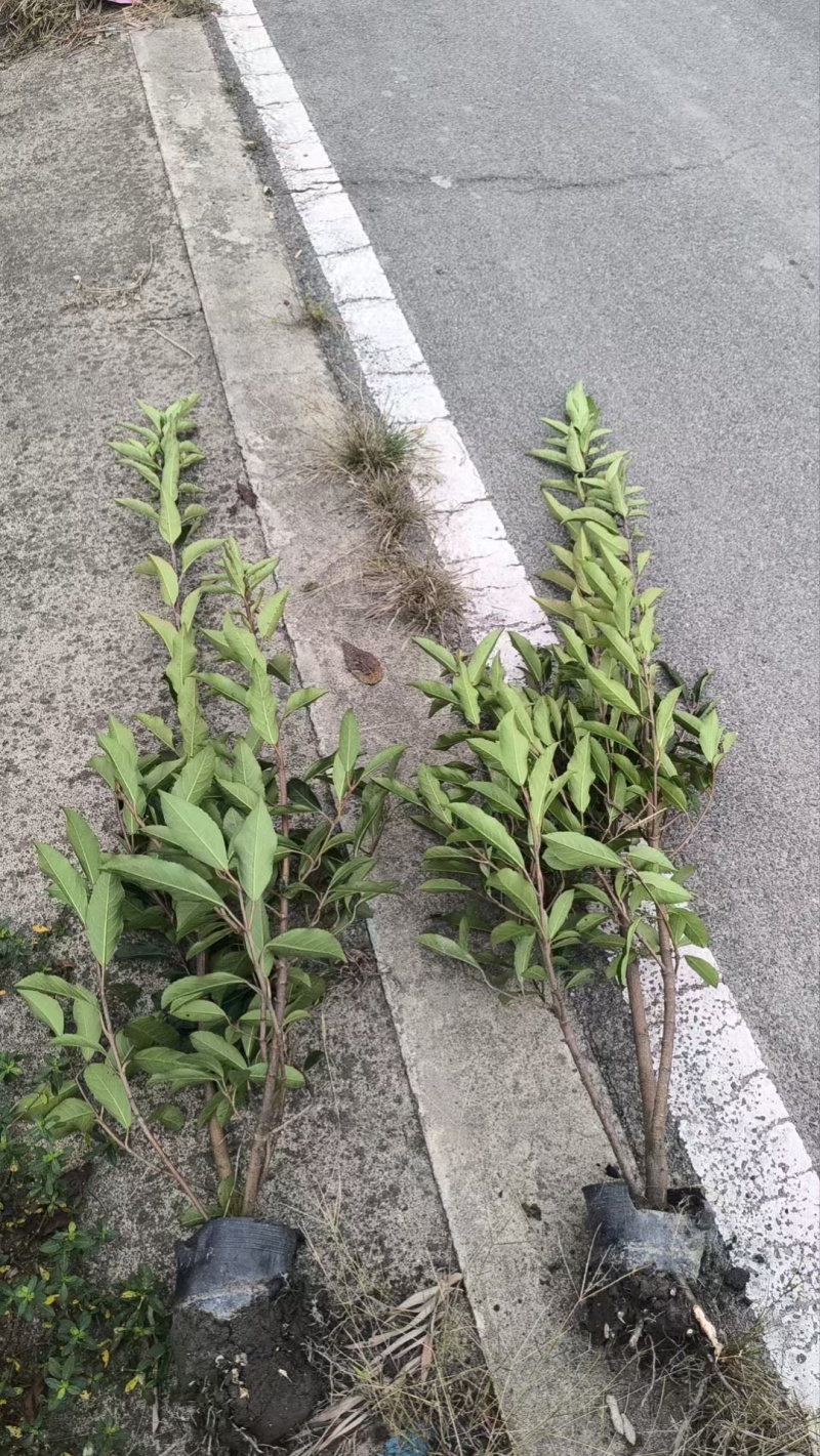 法国冬青绿篱容器苗基地直销