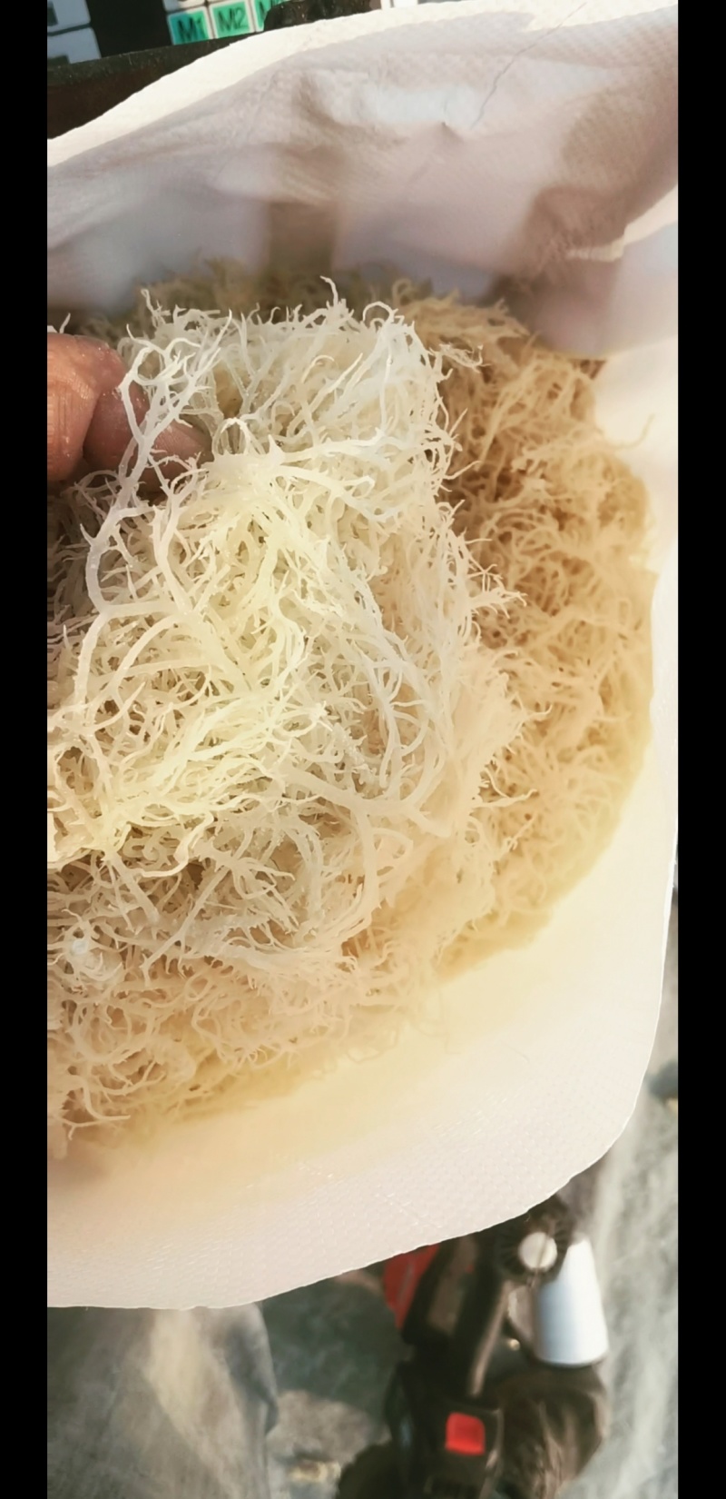 精品龙须菜批发，厂家晒厂直发，保证品质，欢迎选购