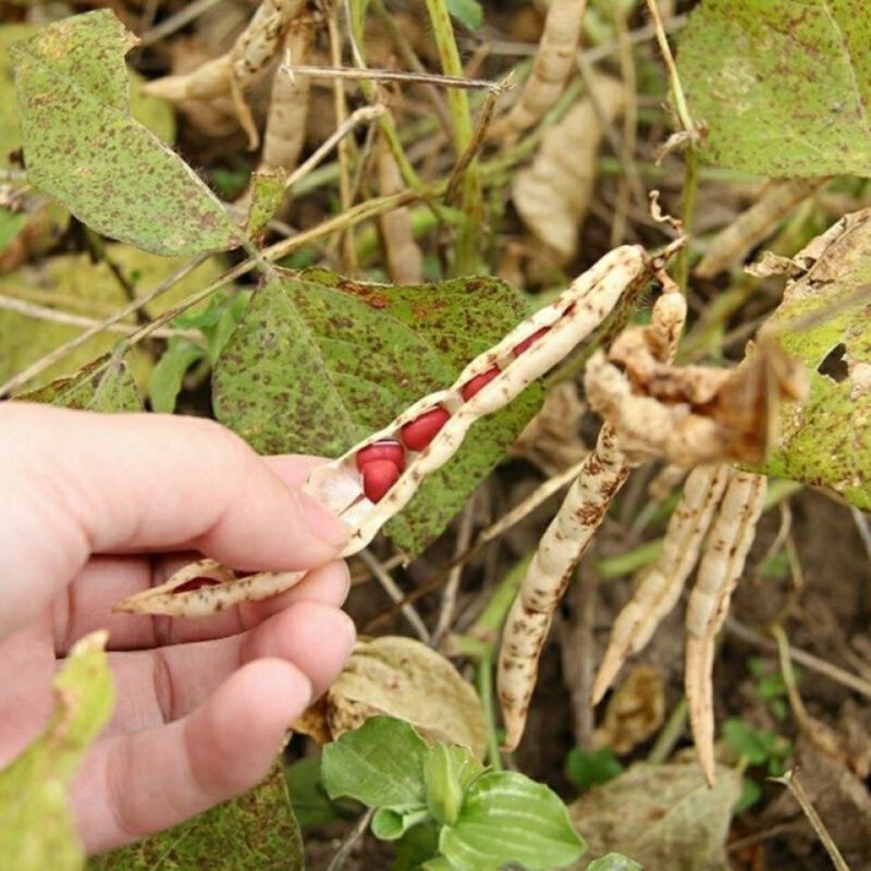 农科园红小豆种子高产抗病早熟赤小豆相思豆豇豆红豆籽农家春