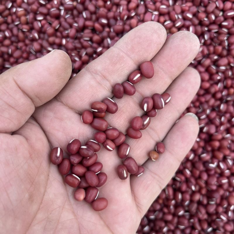 农科园红小豆种子高产抗病早熟赤小豆相思豆豇豆红豆籽农家春