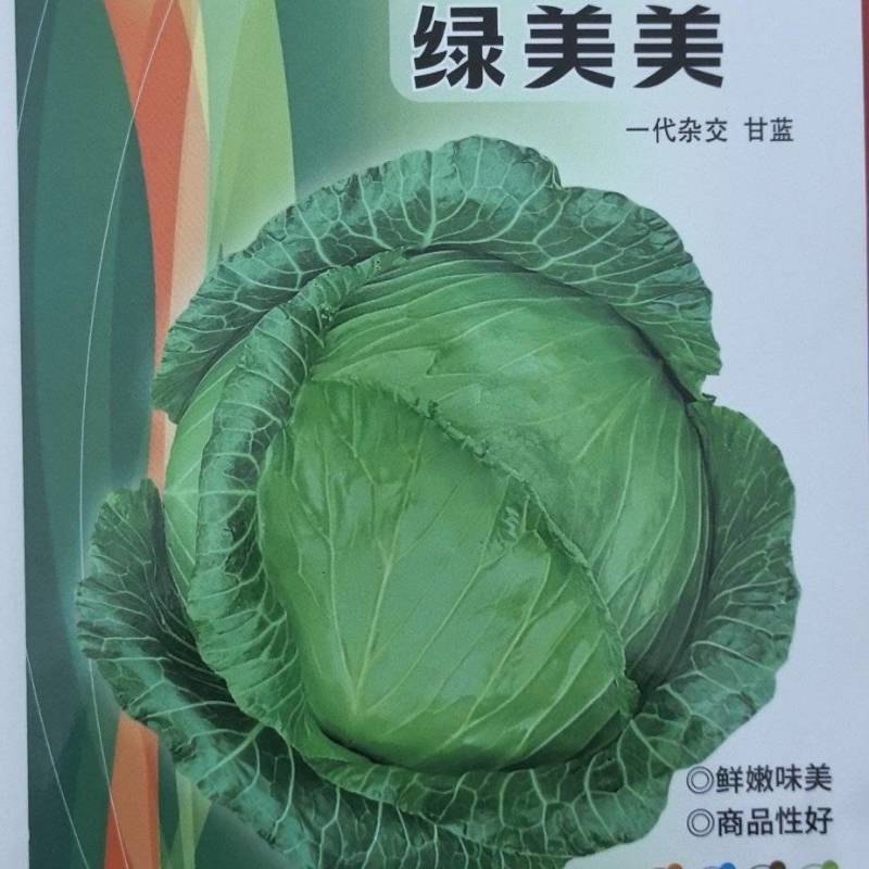 甘蓝种子绿美美高品质大果薄叶脆甘蓝扁球型产量高