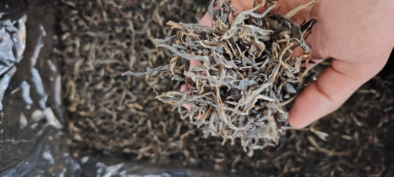 古树普洱茶
