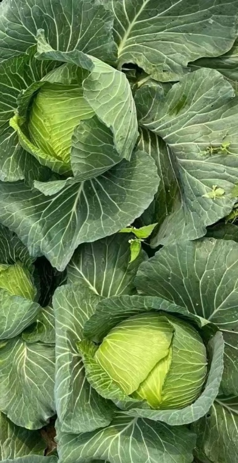 甘蓝种子绿美美高品质大果薄叶脆甘蓝扁球型产量高