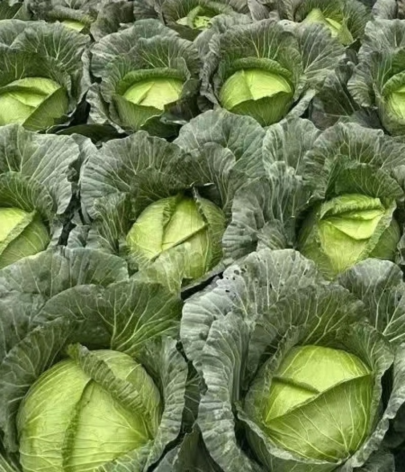 甘蓝种子绿美美高品质大果薄叶脆甘蓝扁球型产量高