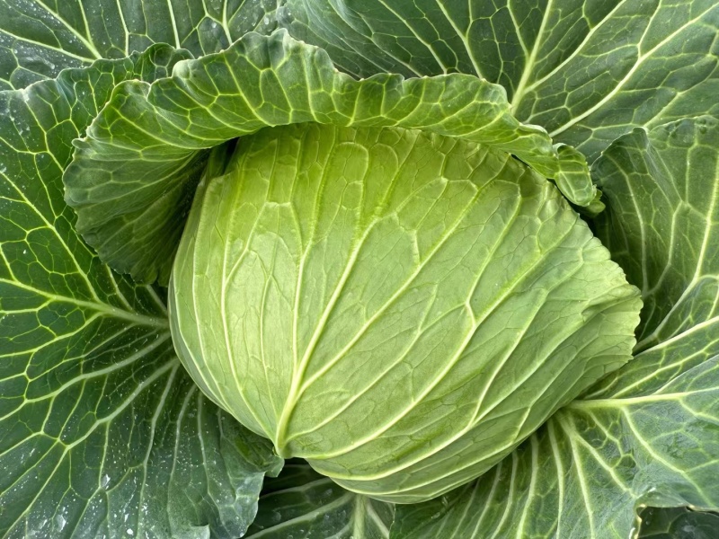 甘蓝种子绿美美高品质大果薄叶脆甘蓝扁球型产量高