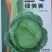 甘蓝种子绿美美高品质大果薄叶脆甘蓝扁球型产量高