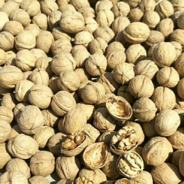新疆干果核桃为主