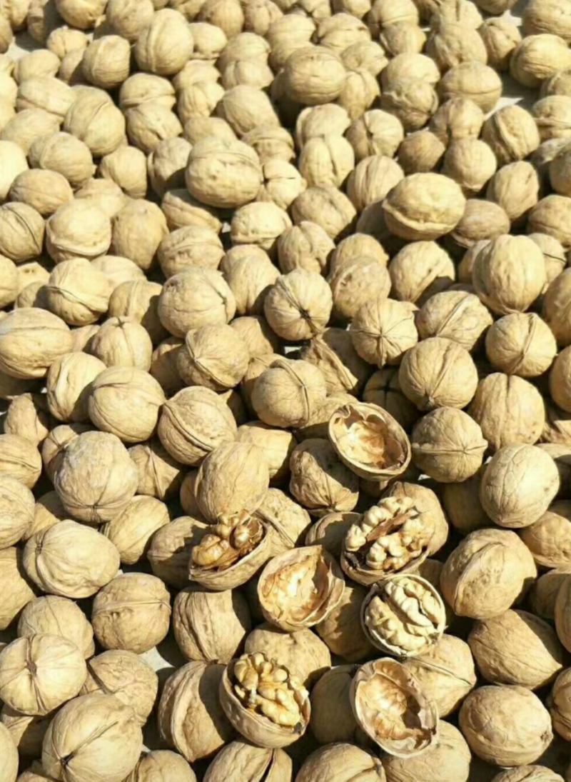 新疆干果核桃为主