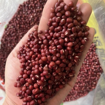 红小豆种子农家赤小豆种籽孑早熟籽种小红豆相思豆豆种孑春季