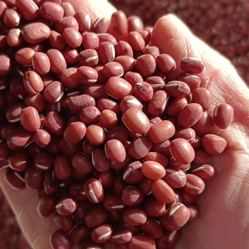 红小豆种子农家赤小豆种籽孑早熟籽种小红豆相思豆豆种孑春季