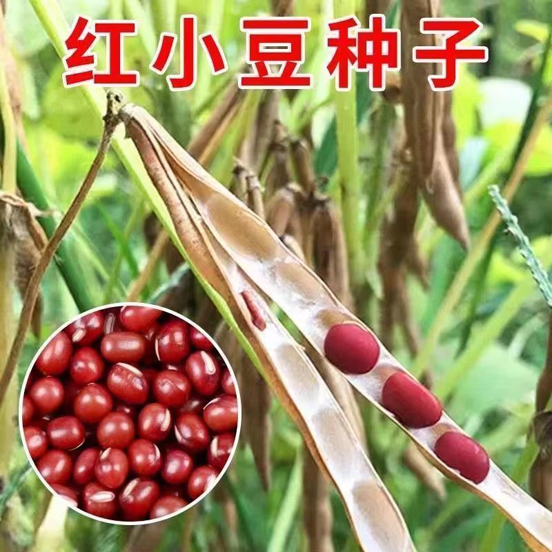 红小豆种子农家赤小豆种籽孑早熟籽种小红豆相思豆豆种孑春季
