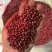 红小豆种子农家赤小豆种籽孑早熟籽种小红豆相思豆豆种孑春季