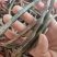 红小豆种子农家赤小豆种籽孑早熟籽种小红豆相思豆豆种孑春季