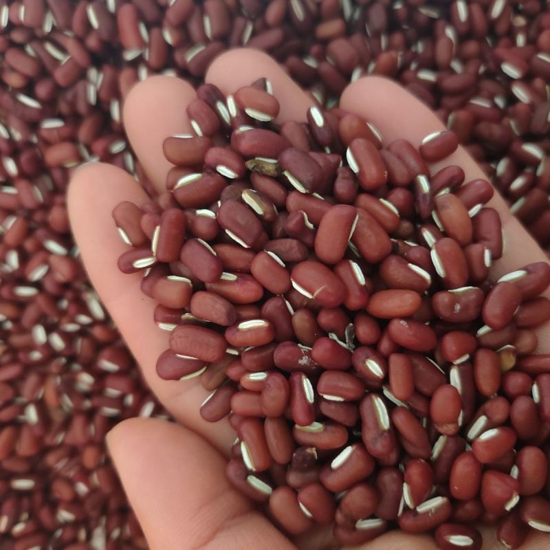 红小豆种子农家赤小豆种籽孑早熟籽种小红豆相思豆豆种孑春季