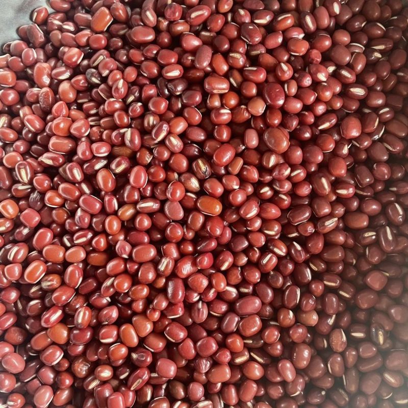 红小豆种子农家赤小豆种籽孑早熟籽种小红豆相思豆豆种孑春季