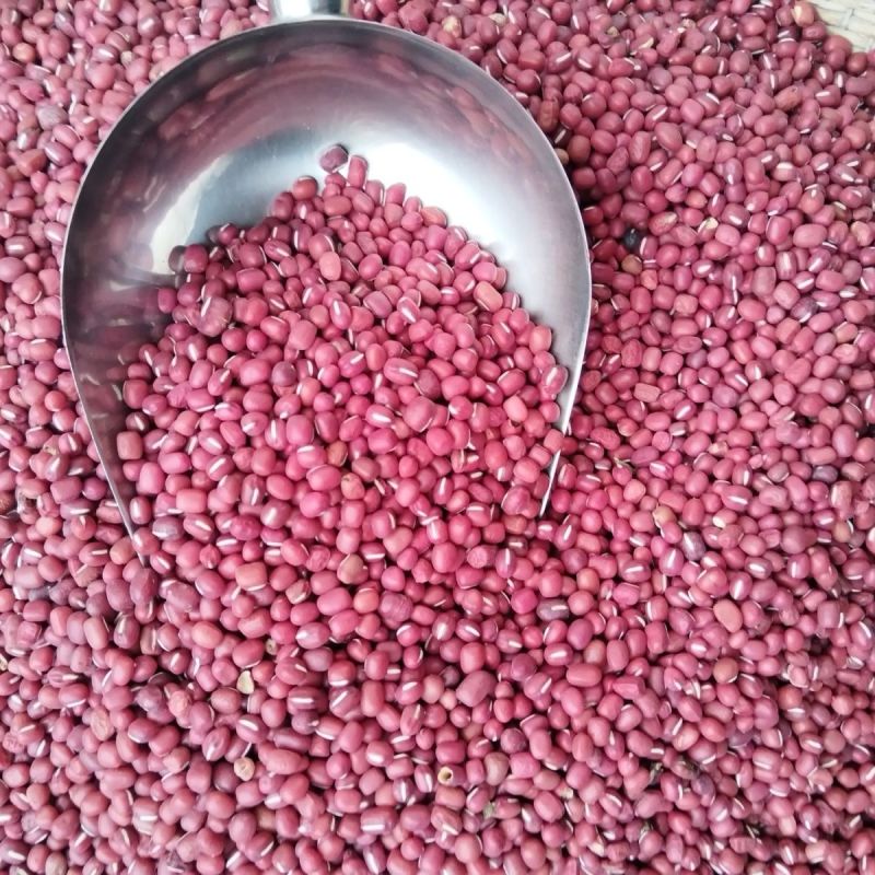 红小豆种子农家赤小豆种籽孑早熟籽种小红豆相思豆豆种孑春季