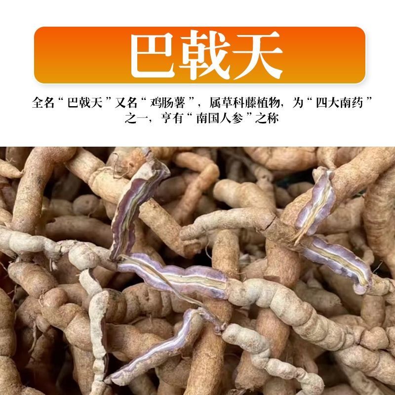 巴戟天种苗鸡肠凤种苗红蕊根须多正宗肇庆高要产地发货种苗