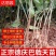 巴戟天种苗鸡肠凤种苗红蕊根须多正宗肇庆高要产地发货种苗