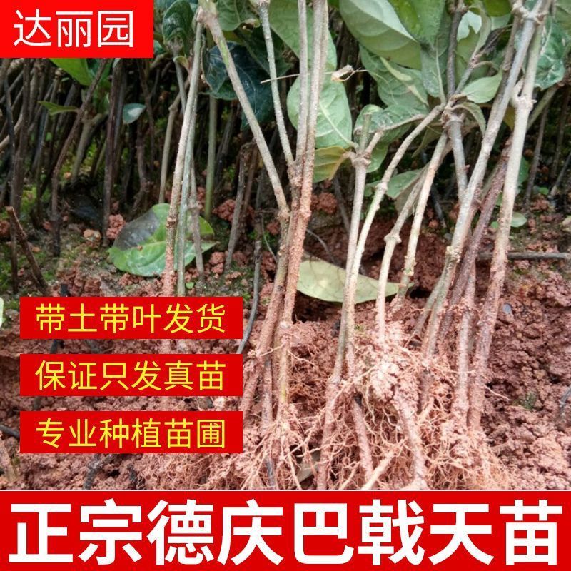 巴戟天种苗鸡肠凤种苗红蕊根须多正宗肇庆高要产地发货种苗